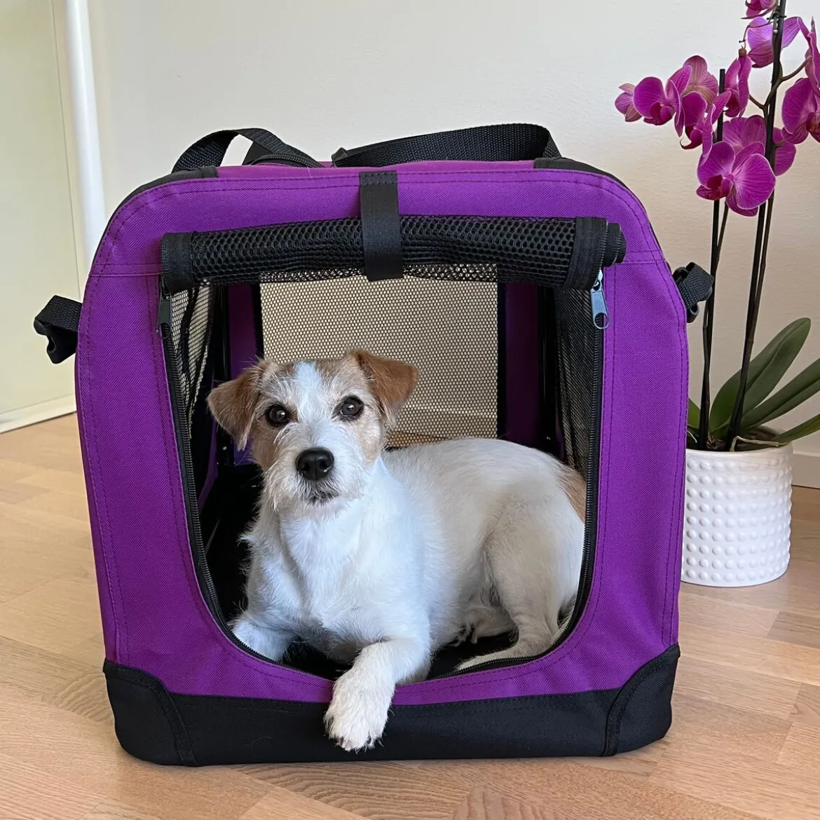 PetEasy x VetZoo Transportbur Lila