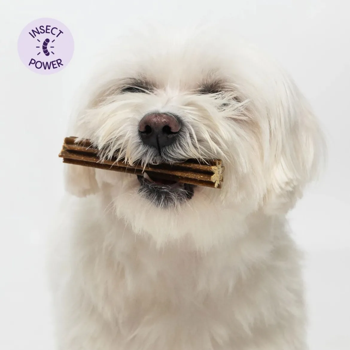 Petgood Dentaltugg med Insektsprotein