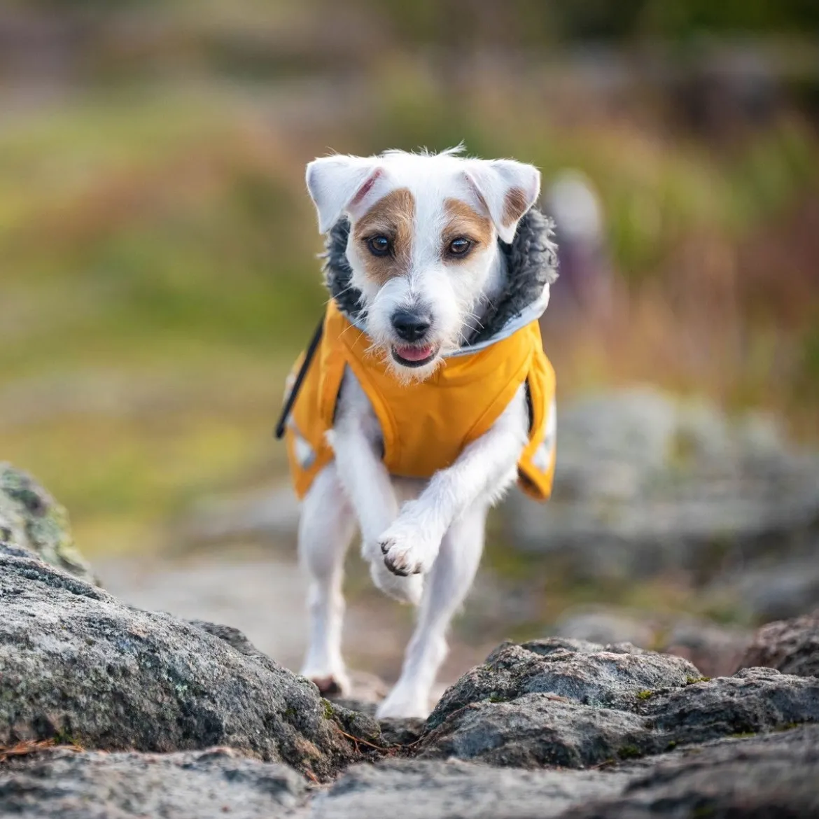 Pomppa Perus Vintertäcke Hund Curry