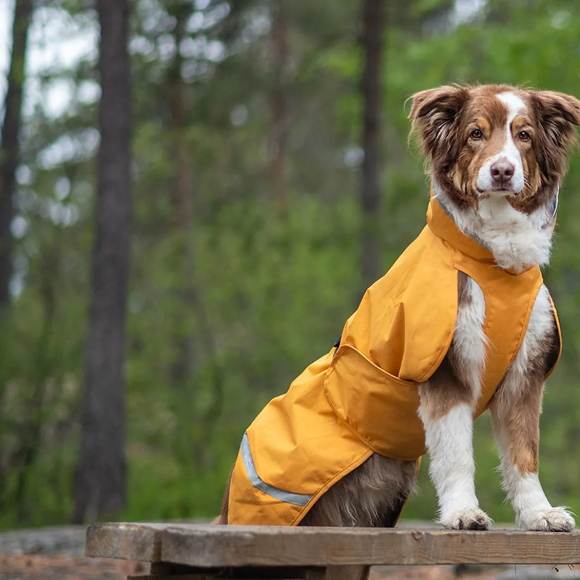 Pomppa Sade Regntäcke Hund Curry