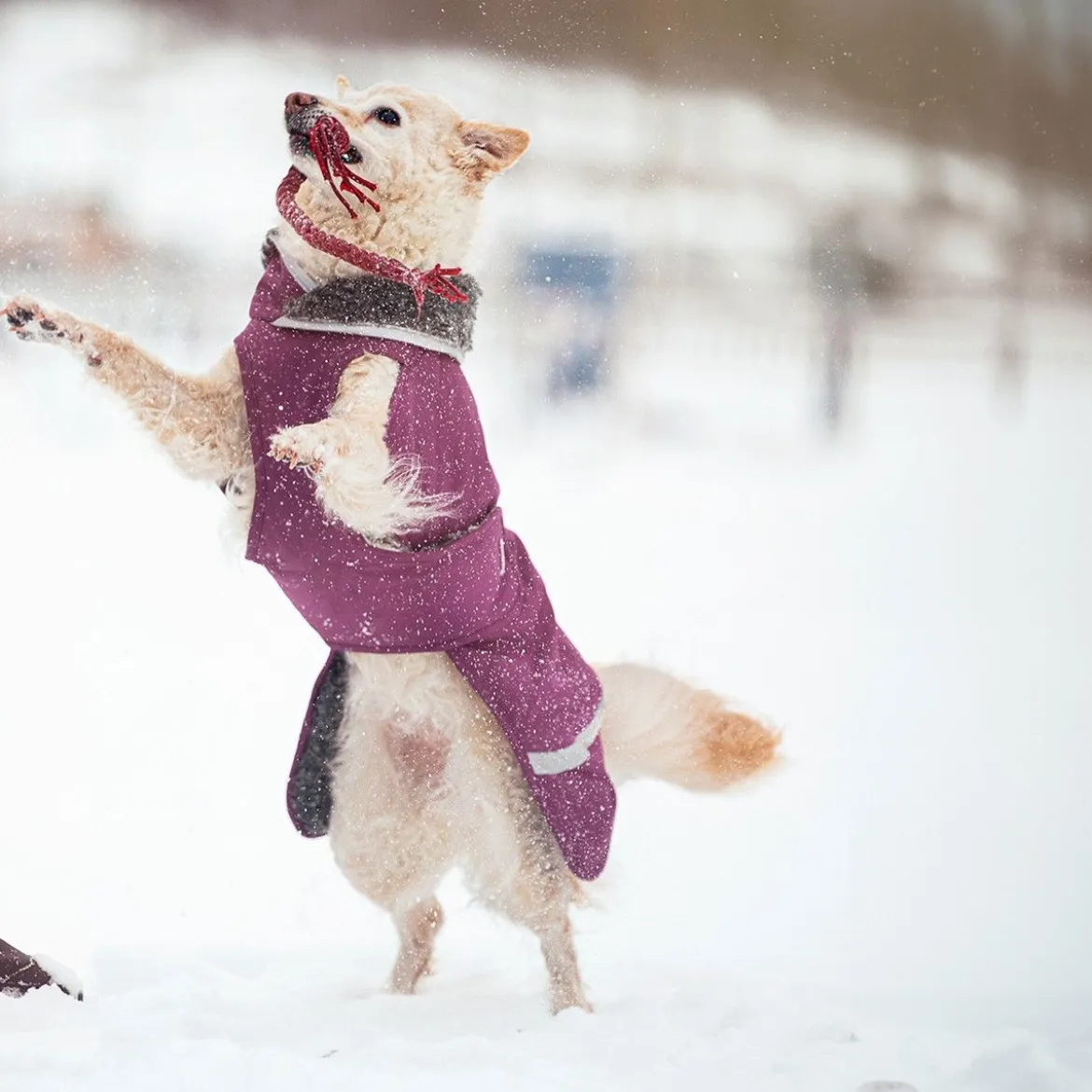 Pomppa Toppa Vintertäcke Hund Plum