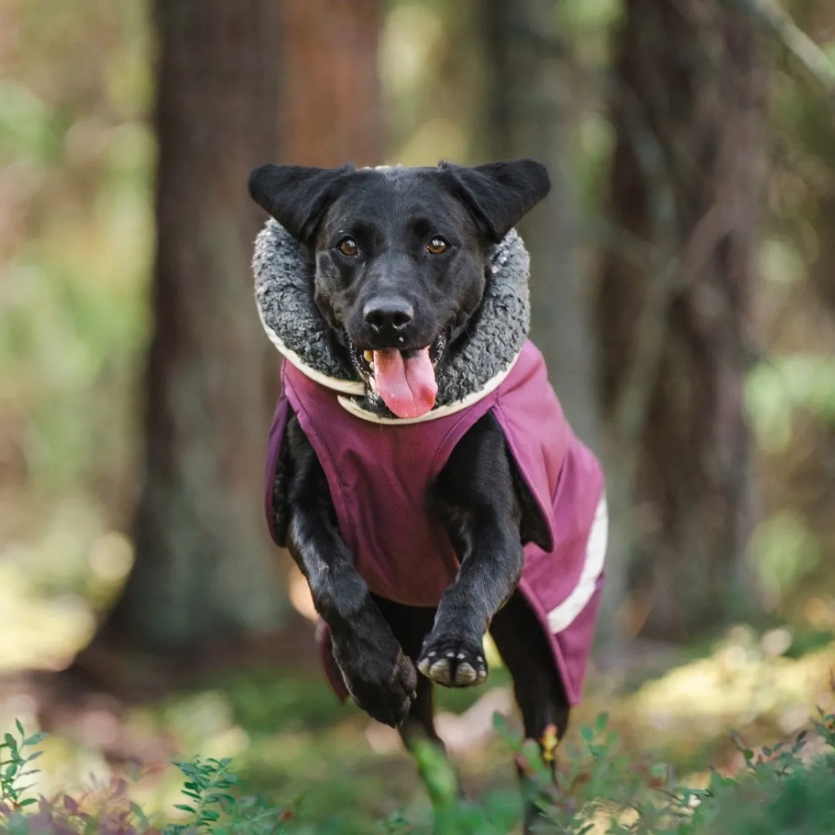 Pomppa Toppa Vintertäcke Hund Plum