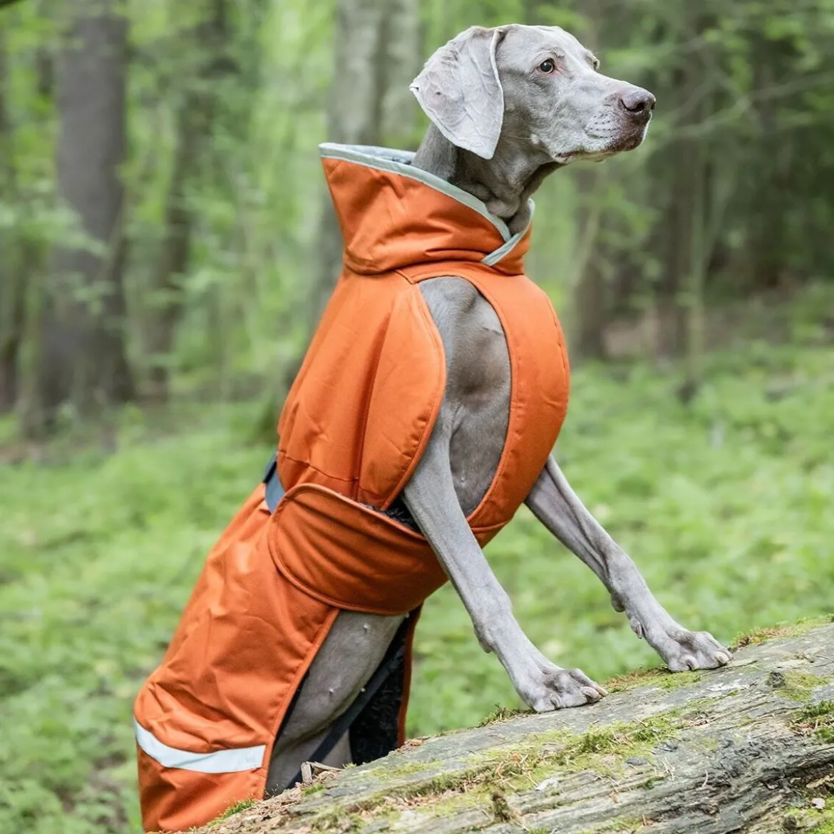 Pomppa Toppa Vintertäcke Hund Rust