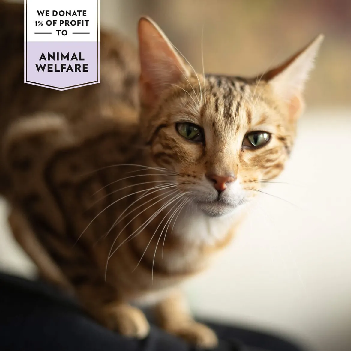 PrimaCat Crunchy Grain Free Poultry & Beef for Skin & Coat 40 g