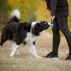 Pro Dog Target Stick Mintgrön