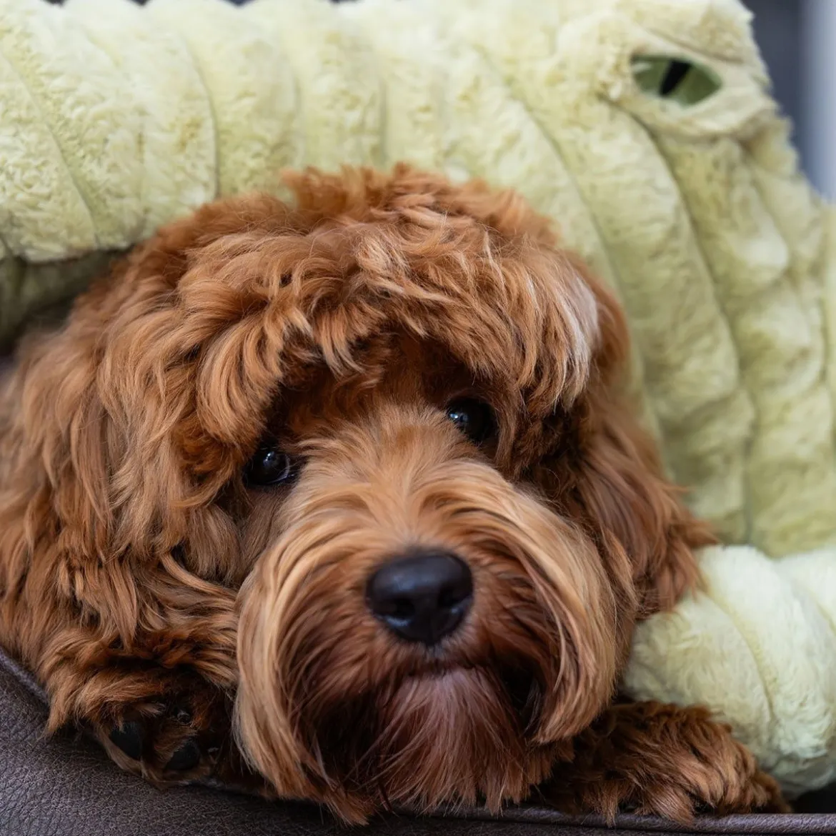 Quapas! Mjukisdjur till Hund Alligator