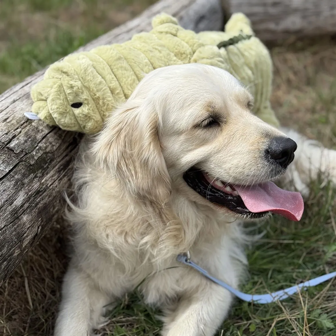 Quapas! Mjukisdjur till Hund Alligator
