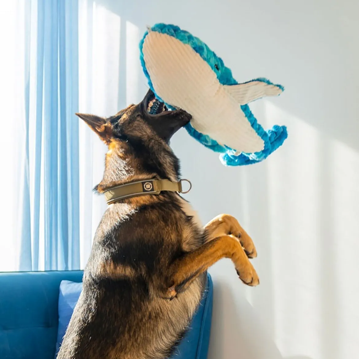 Quapas! Mjukisdjur till Hund XXL Val