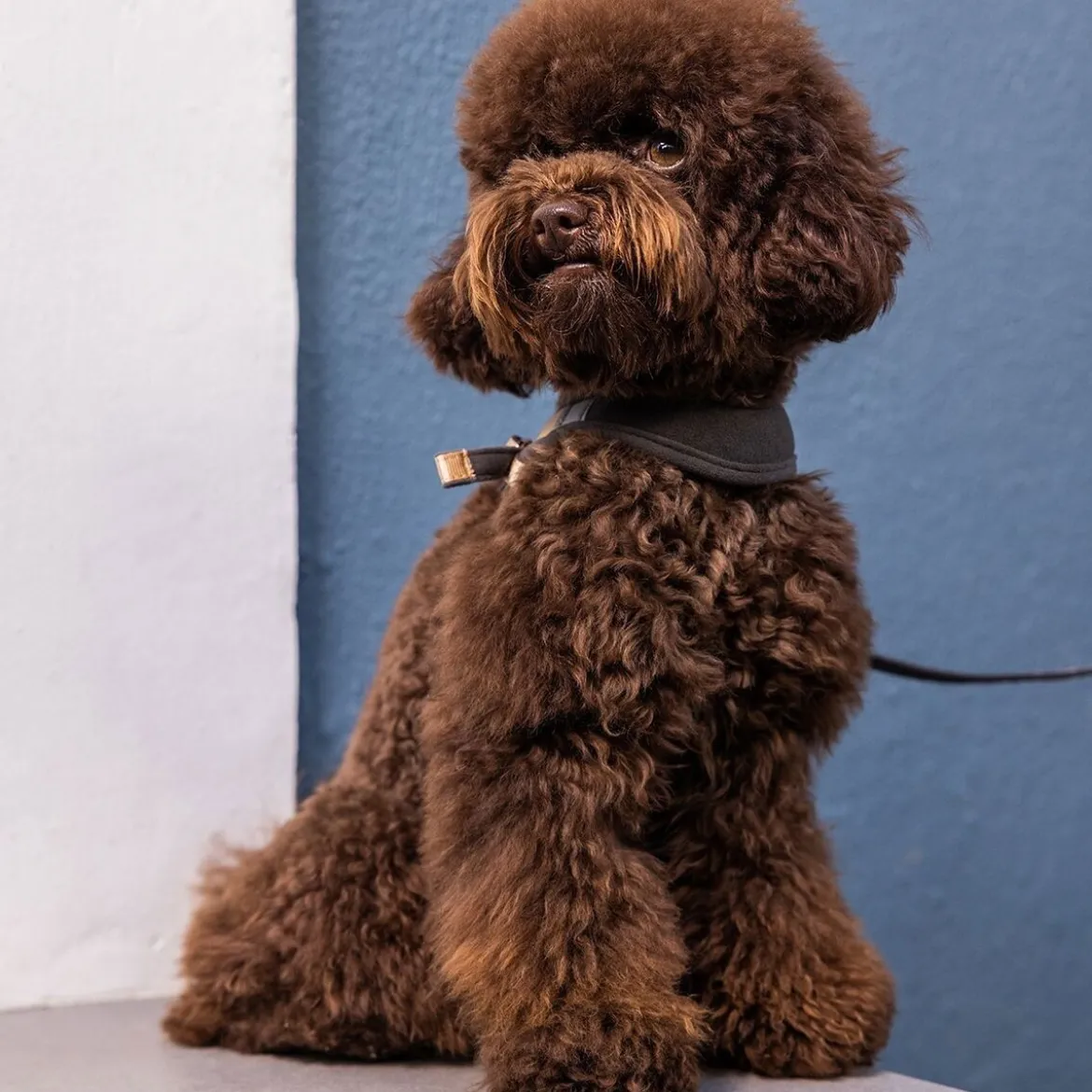 Rogz Urban Fast-Fit Hundsele Guld
