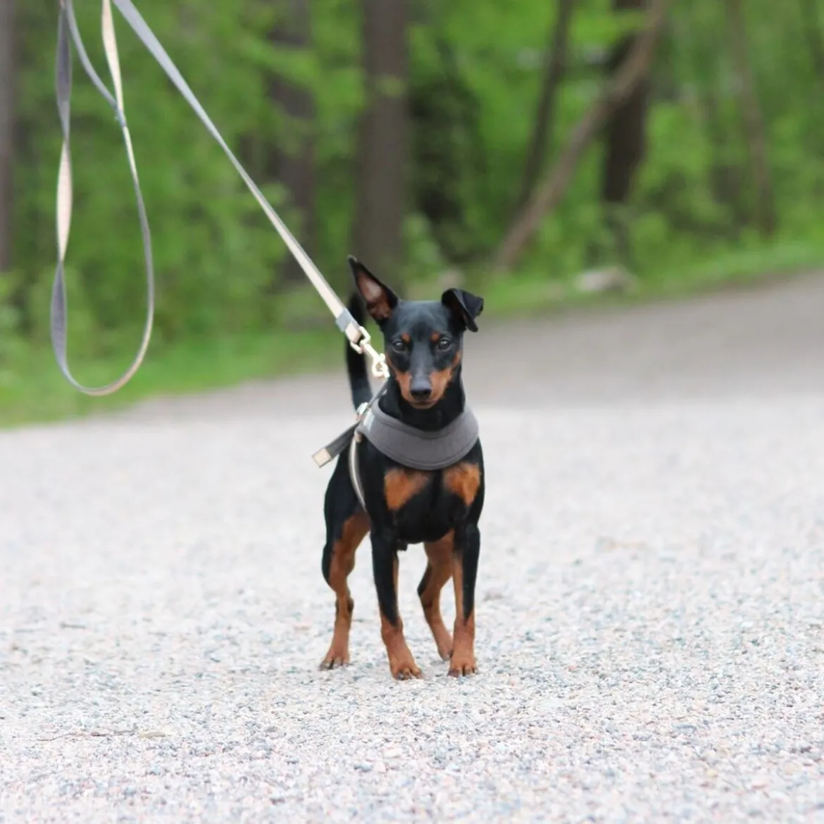 Rogz Urban Fast-Fit Hundsele Guld