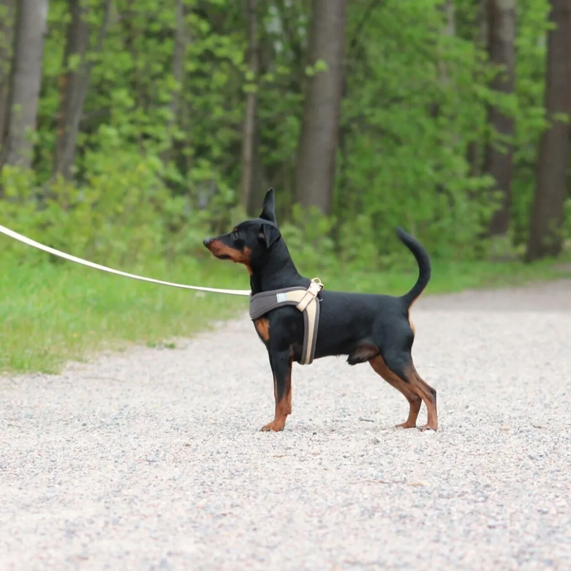 Rogz Urban Fast-Fit Hundsele Guld