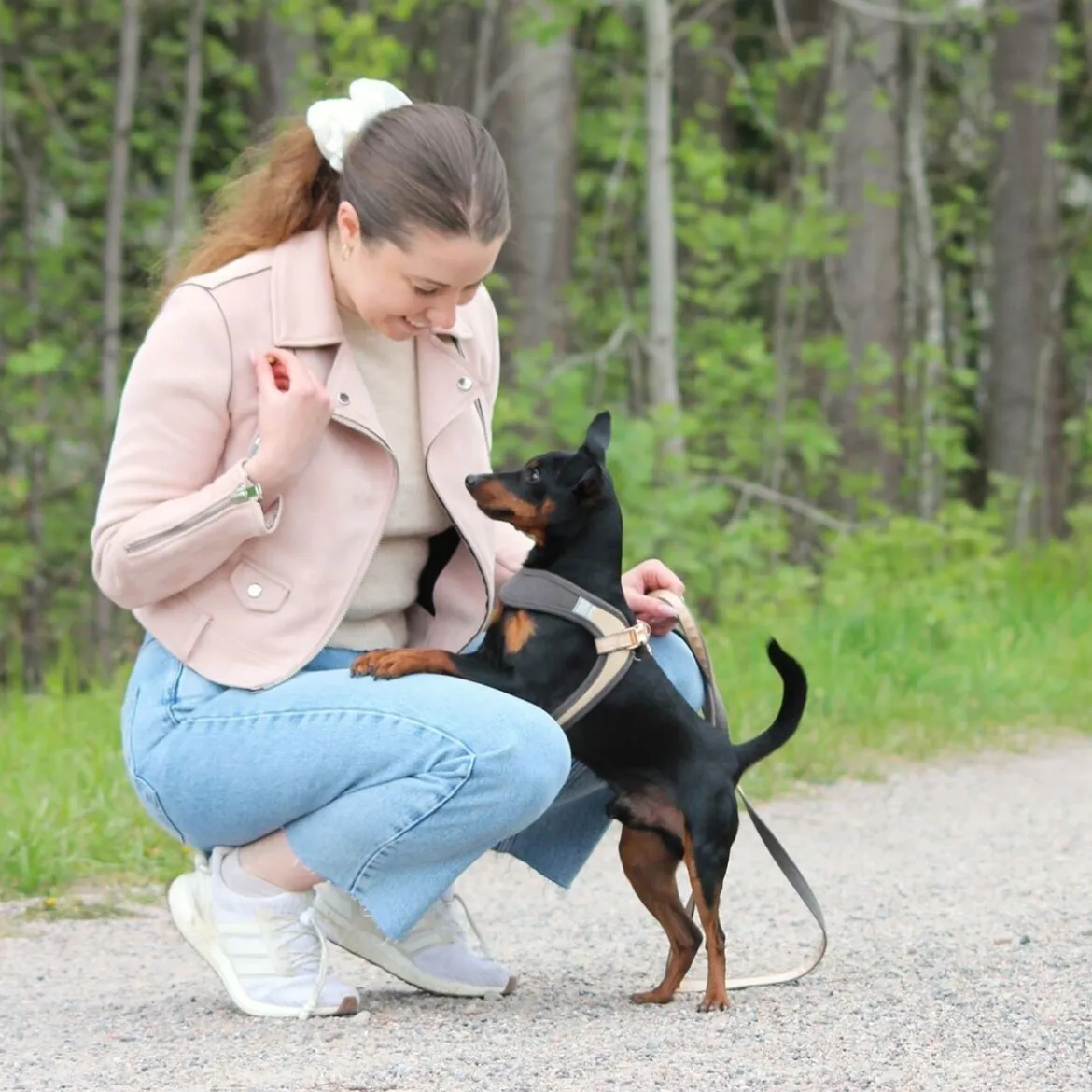 Rogz Urban Fast-Fit Hundsele Guld