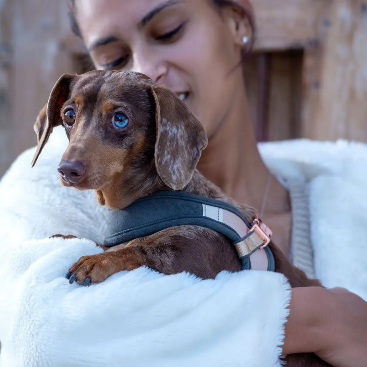 Rogz Urban Fast-Fit Hundsele Guld