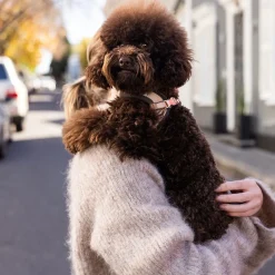 Rogz Urban Fast-Fit Hundsele Guld