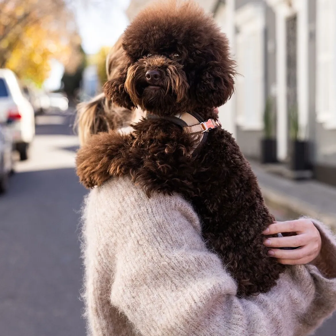 Rogz Urban Fast-Fit Hundsele Guld