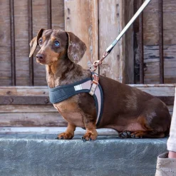 Rogz Urban Fast-Fit Hundsele Guld