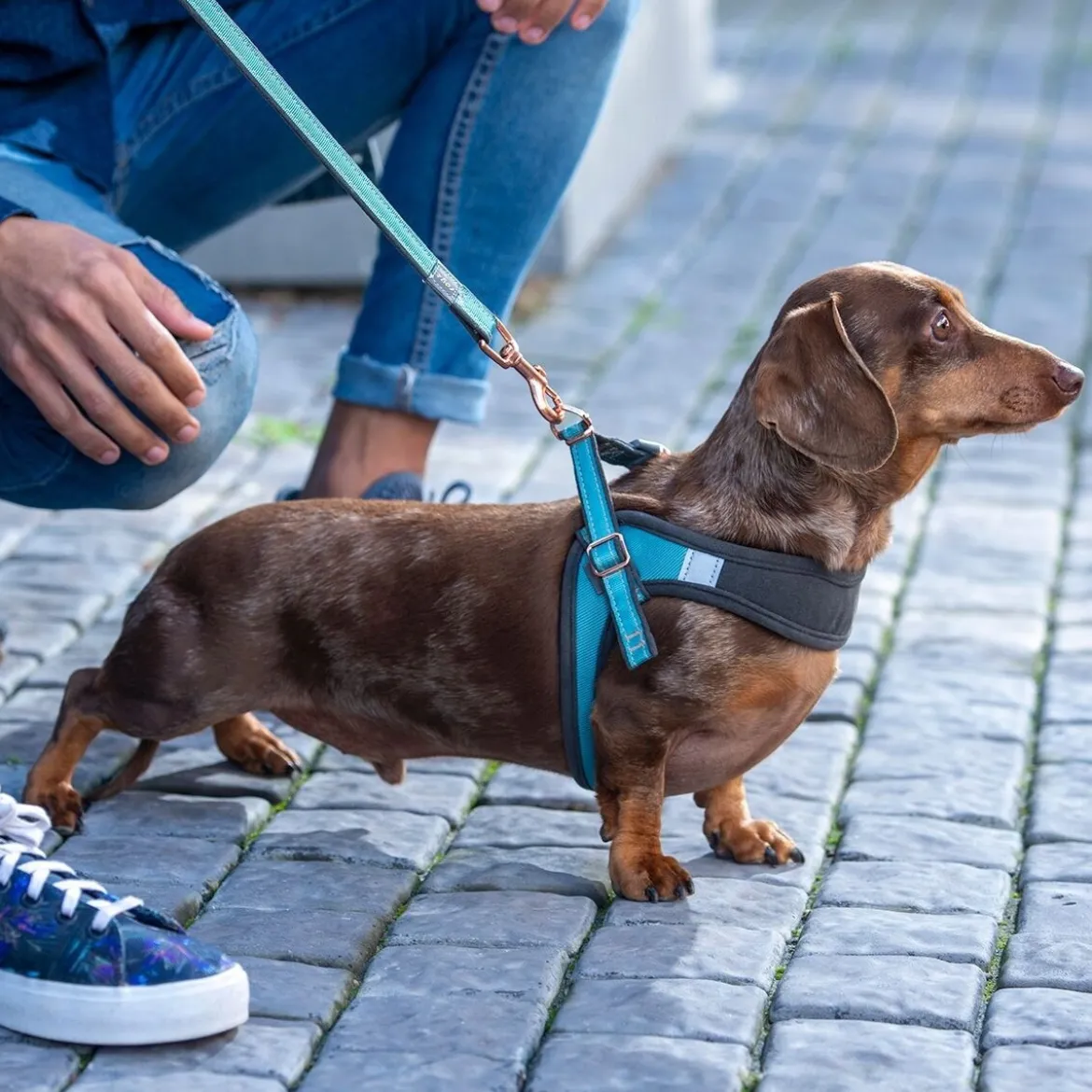 Rogz Urban Fast-Fit Hundsele Turkos