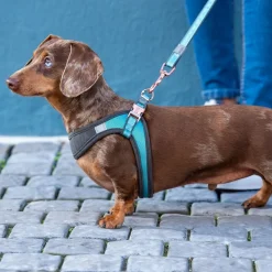 Rogz Urban Fast-Fit Hundsele Turkos