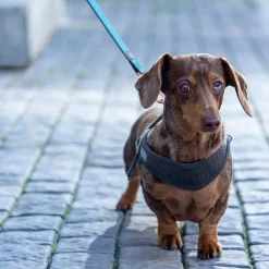 Rogz Urban Fast-Fit Hundsele Turkos