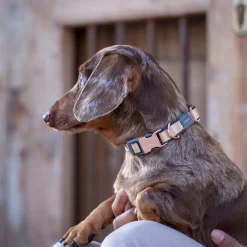 Rogz Urban Hundhalsband Guld
