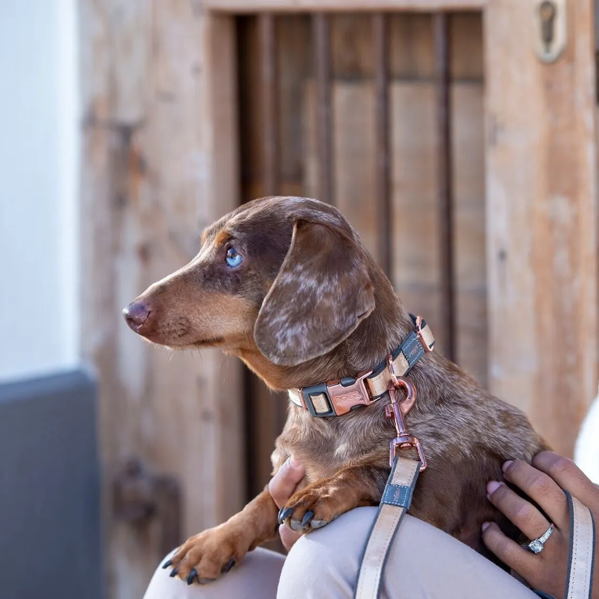 Rogz Urban Hundhalsband Guld