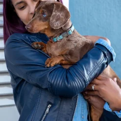 Rogz Urban Hundhalsband Turkos