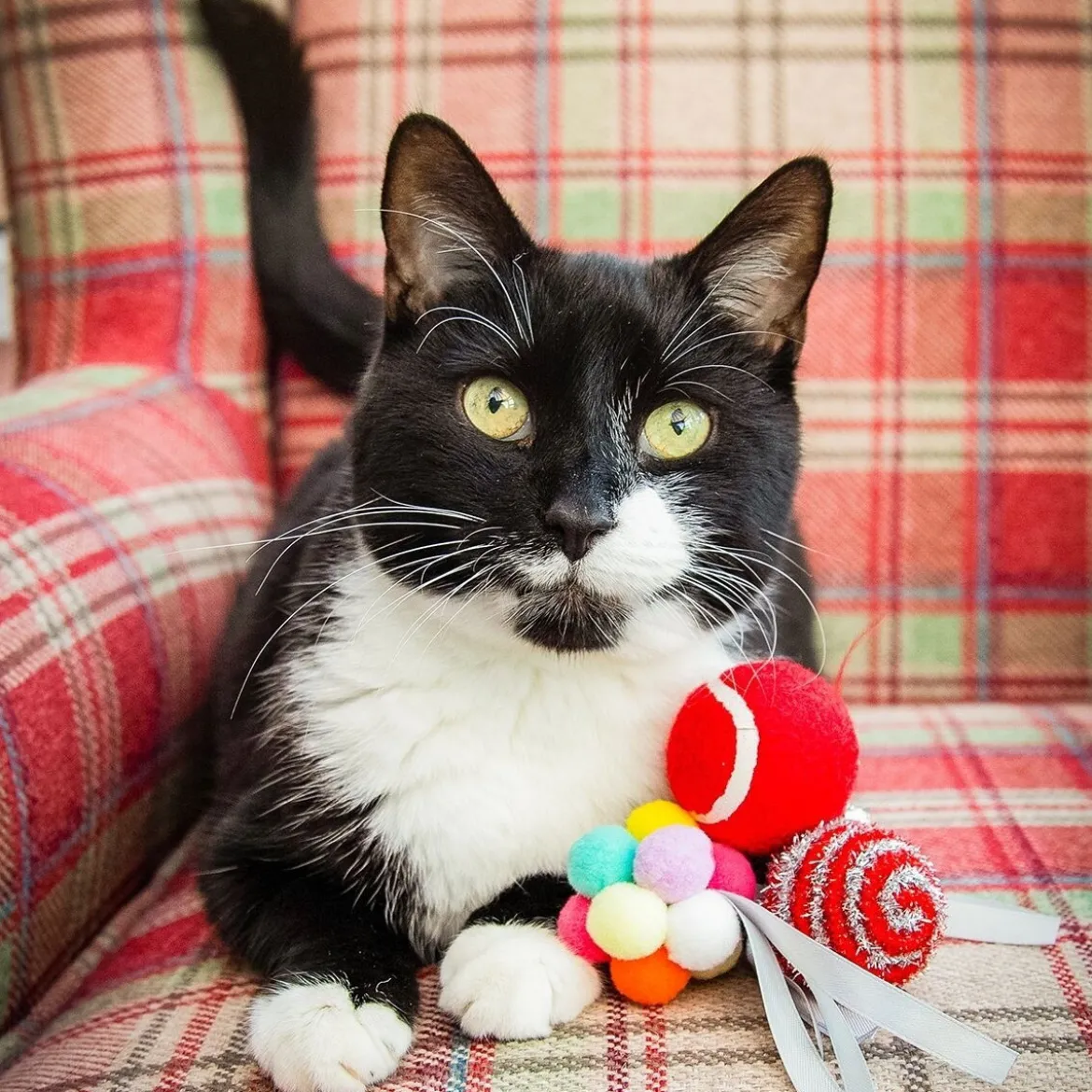Rosewood Presentask med Kattbollar