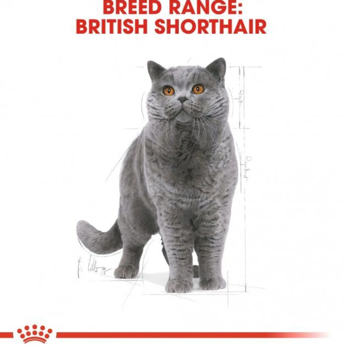 Royal Canin British Shorthair