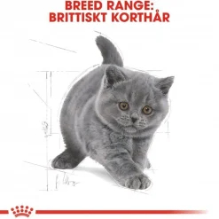Royal Canin British Shorthair Kitten