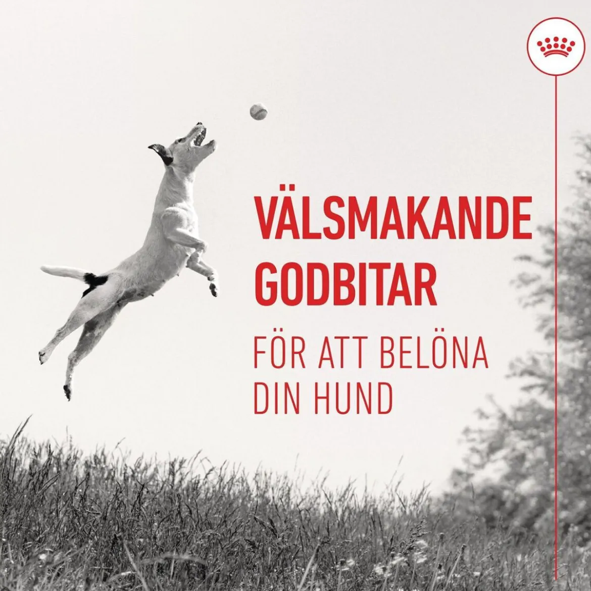 Royal Canin Dog Träningsgodis 110 g