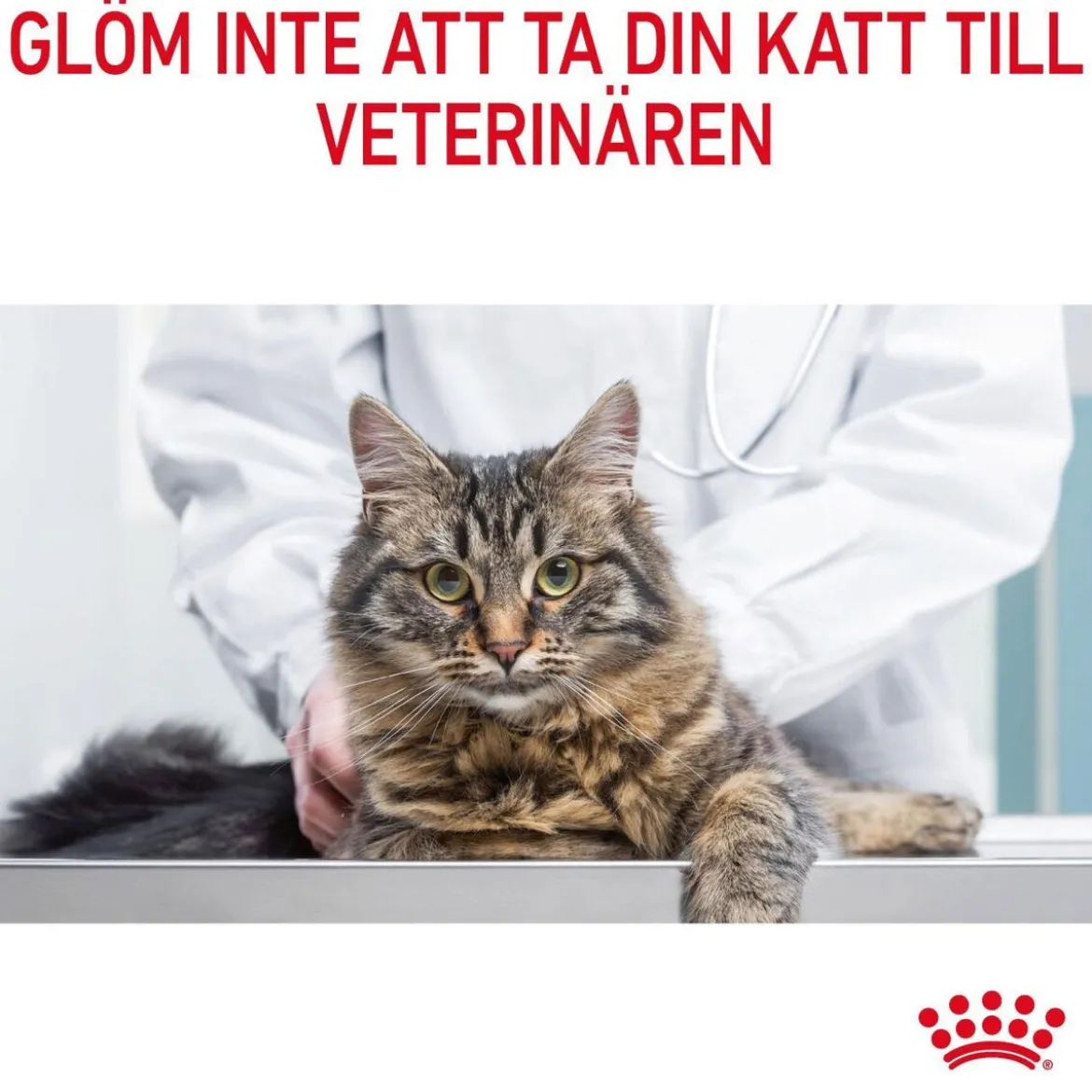 Royal Canin Hair & Skin Care Gravy 12 x 85 g
