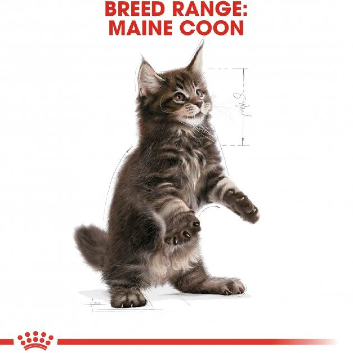 Royal Canin Maine Coon Kitten