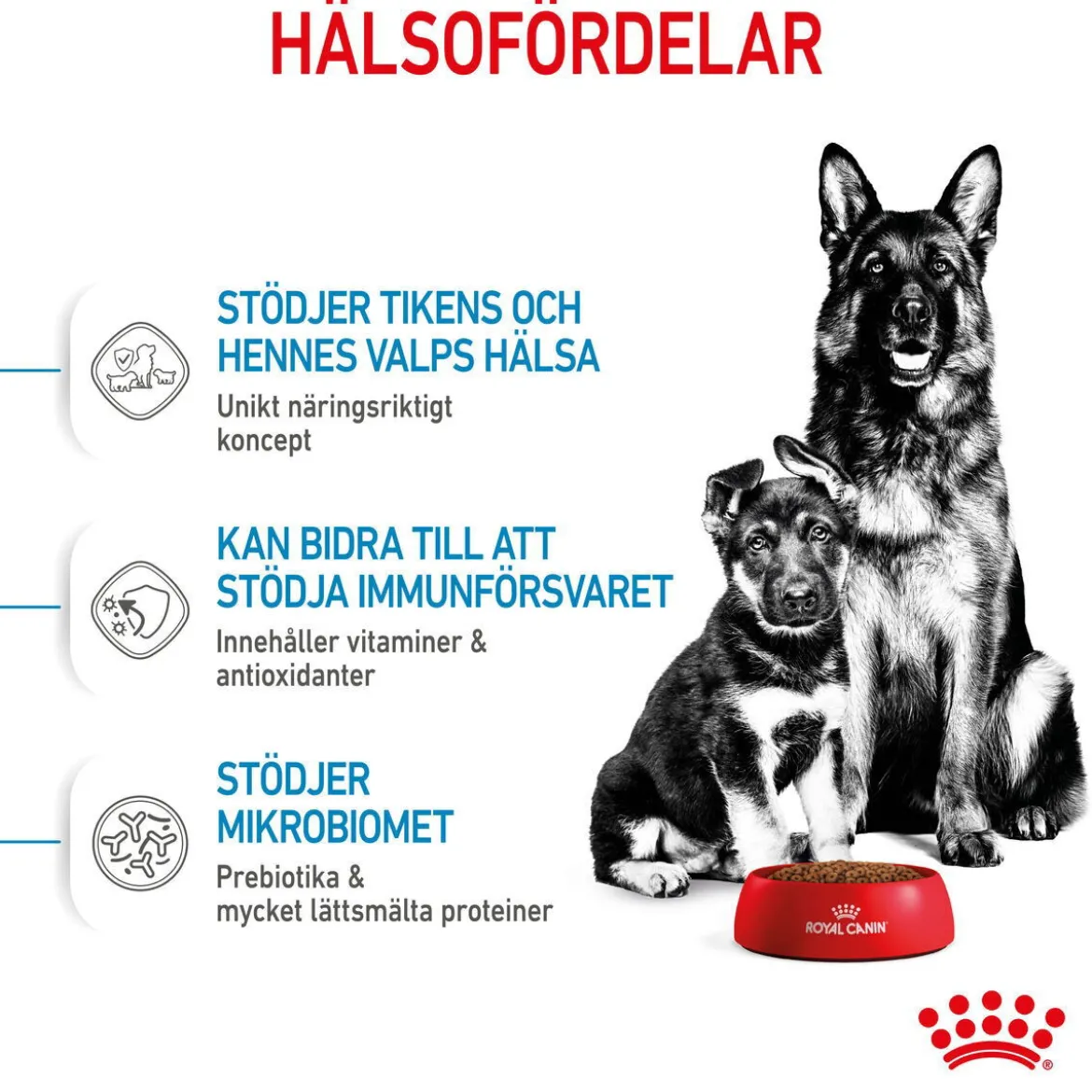 Royal Canin Maxi Starter