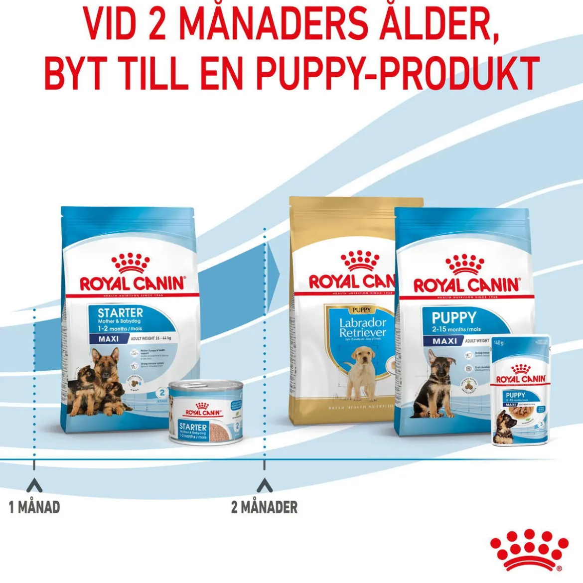 Royal Canin Maxi Starter