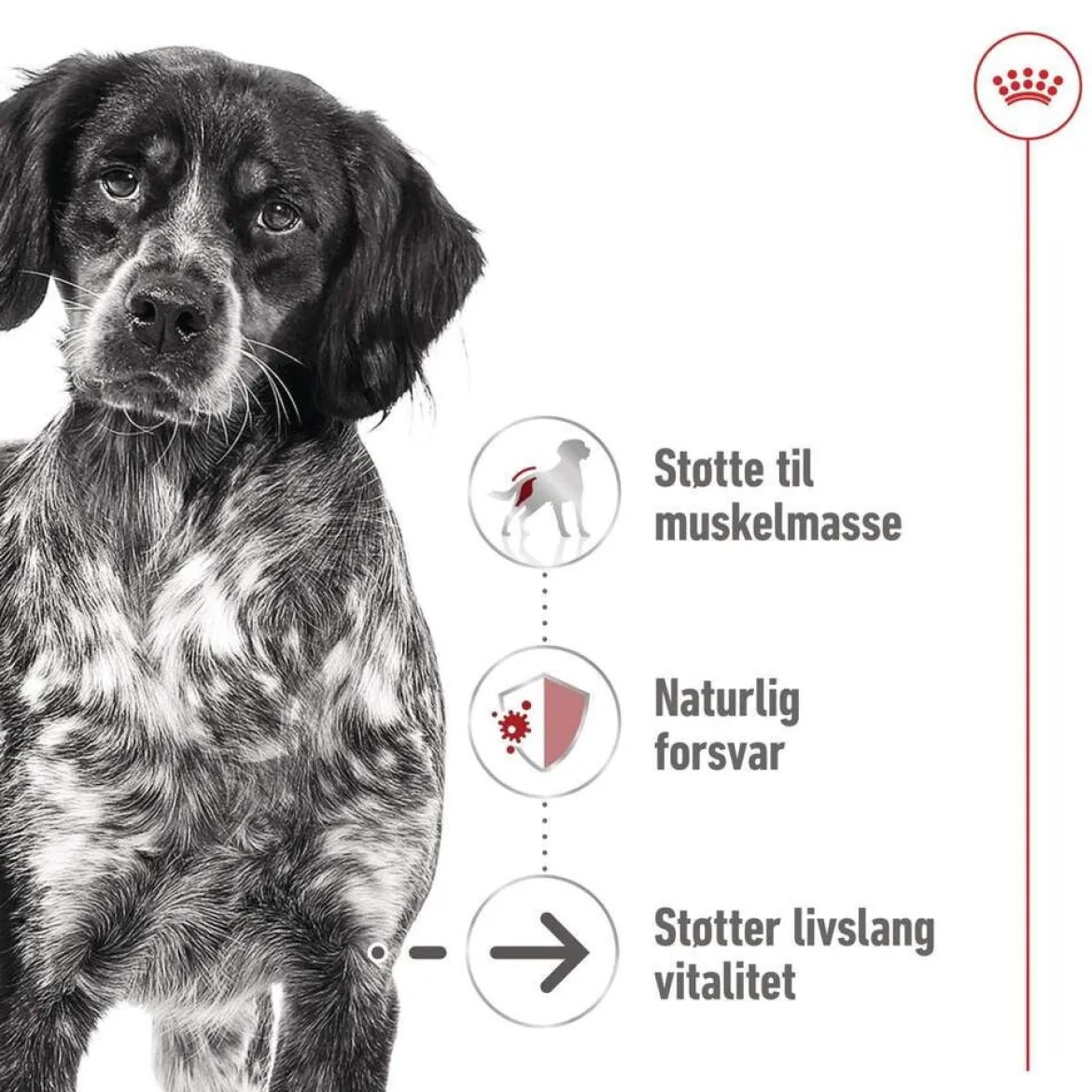 Royal Canin Medium Ageing 10+ Våtfoder (10x140g)