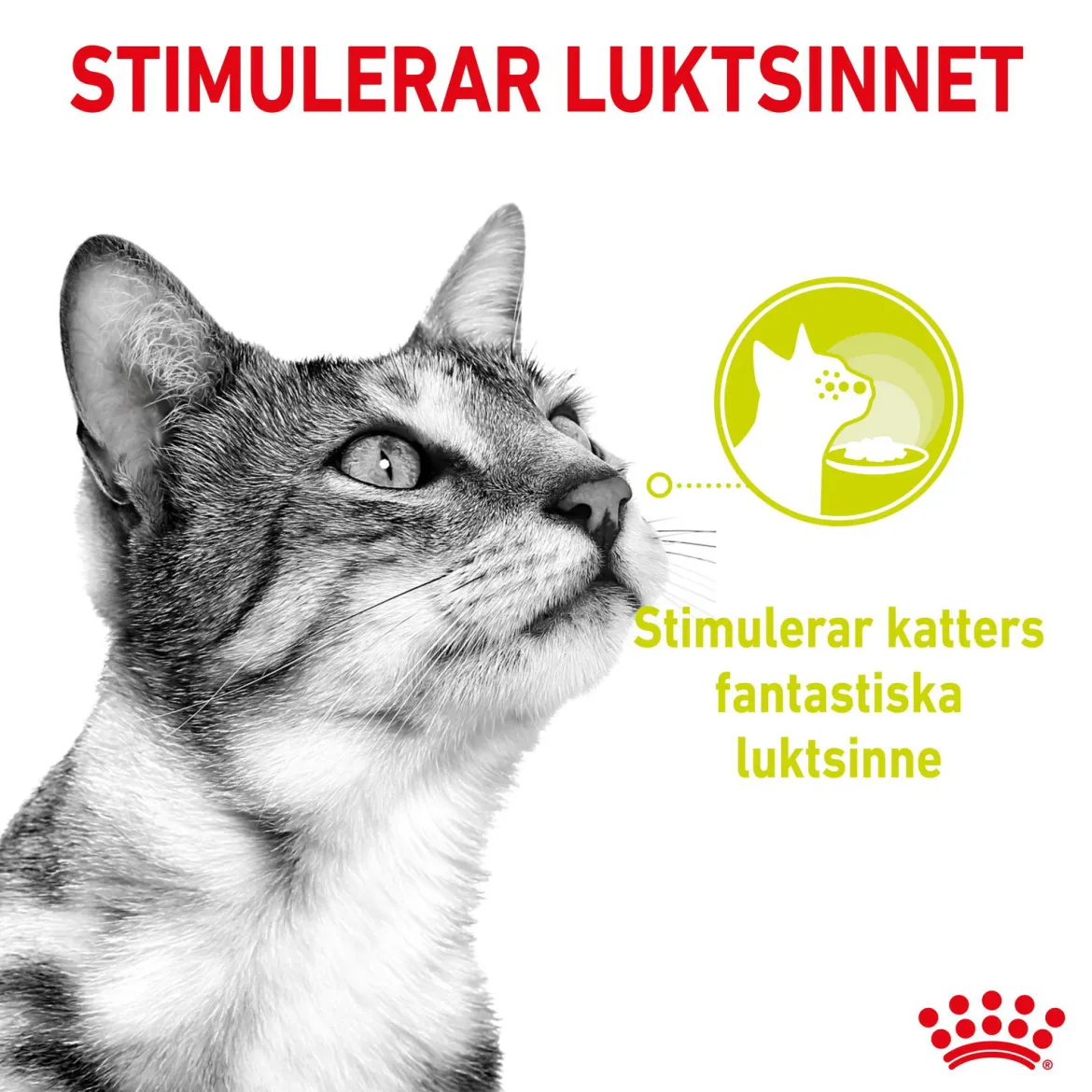 Royal Canin Sensory Smell 12x85 g