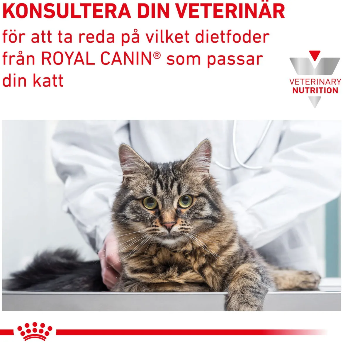Royal Canin Veterinary Diets Cat Early Renal