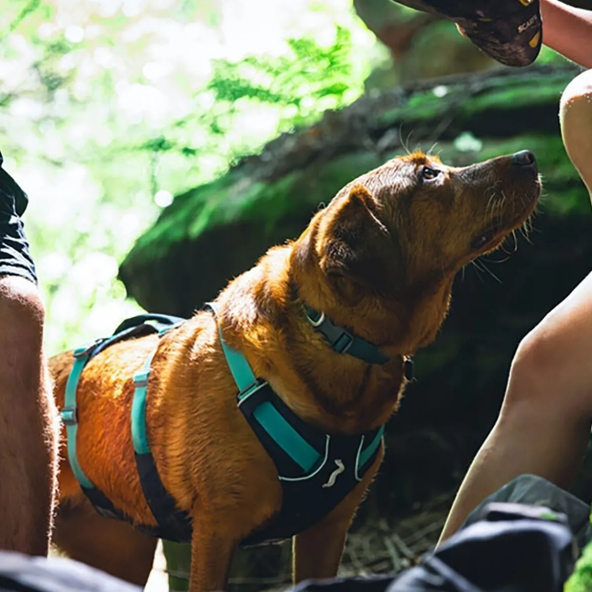 Ruffwear Flagline Hundsele Grå/Turkos