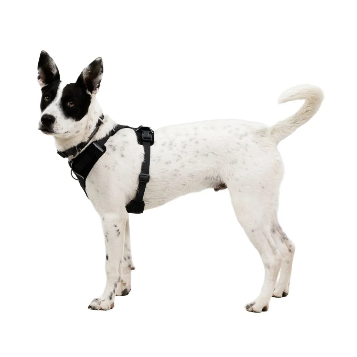 Ruffwear Front Range Flex Hundsele Grå