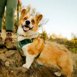 Ruffwear Front Range Flex Hundsele Turkos