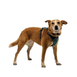 Ruffwear Front Range Flex Hundsele Turkos