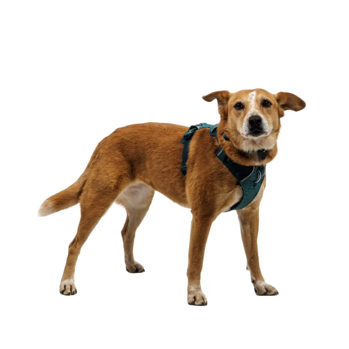 Ruffwear Front Range Flex Hundsele Turkos