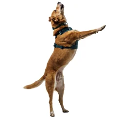 Ruffwear Front Range Flex Hundsele Turkos