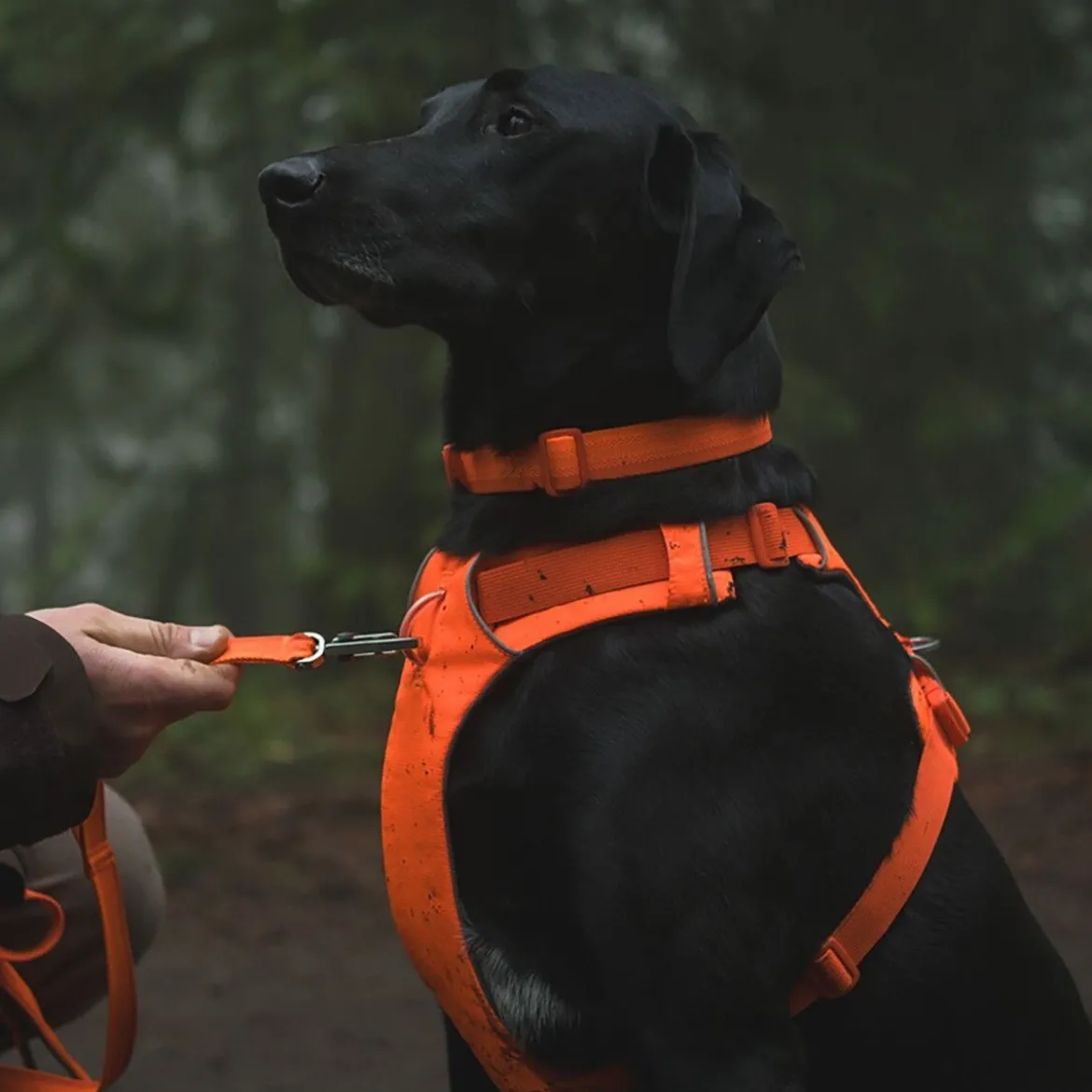 Ruffwear Front Range Hundsele Orange