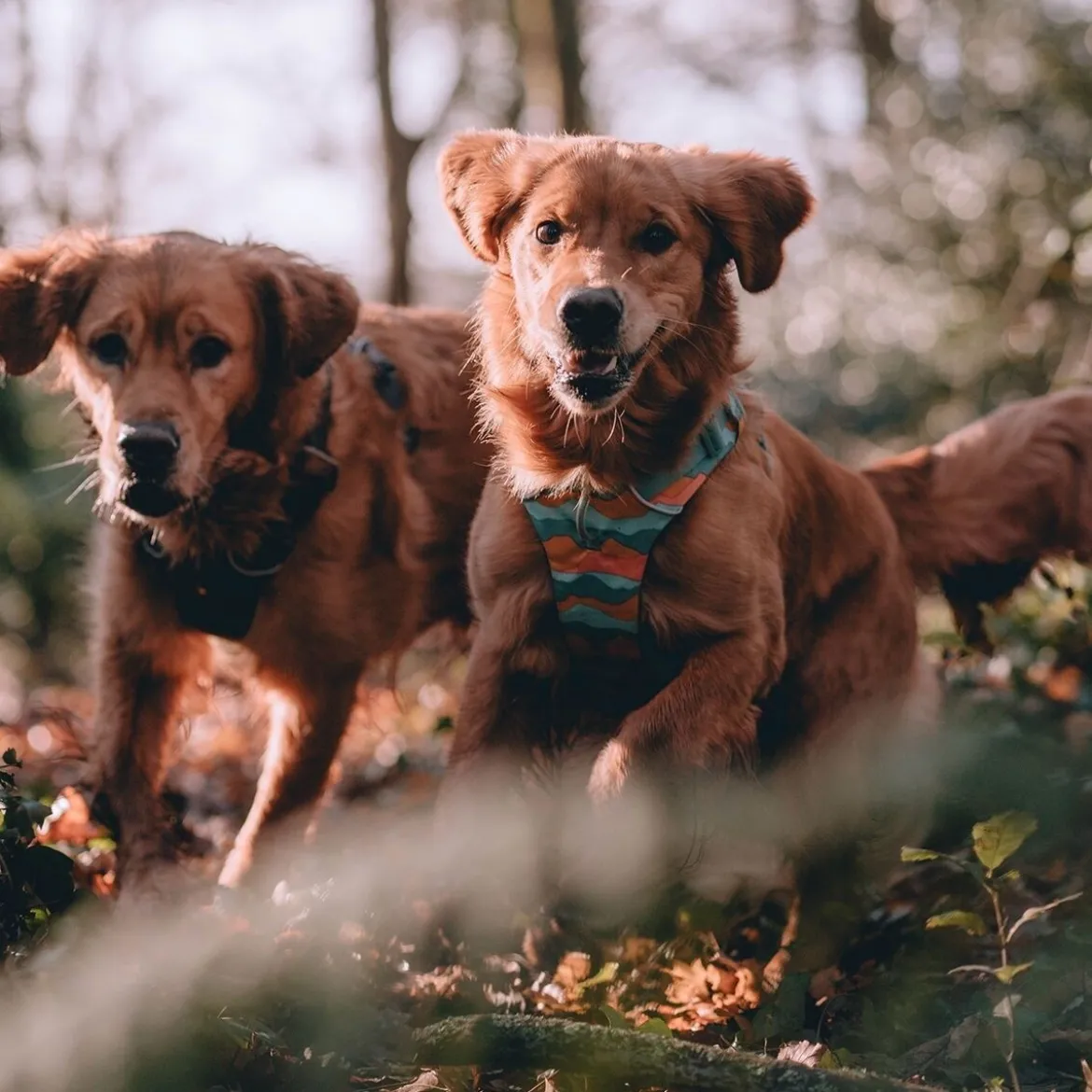 Ruffwear Front Range Hundsele Grön/Orange