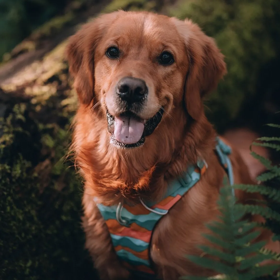 Ruffwear Front Range Hundsele Grön/Orange