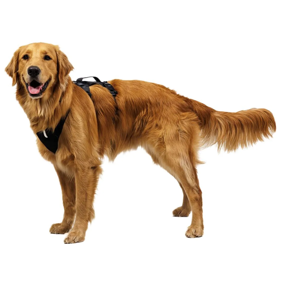 Ruffwear Ridgeline Hundsele Svart