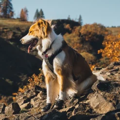 Ruffwear Ridgeline Hundskor Svart 2-pack