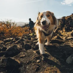 Ruffwear Ridgeline Hundskor Svart 2-pack
