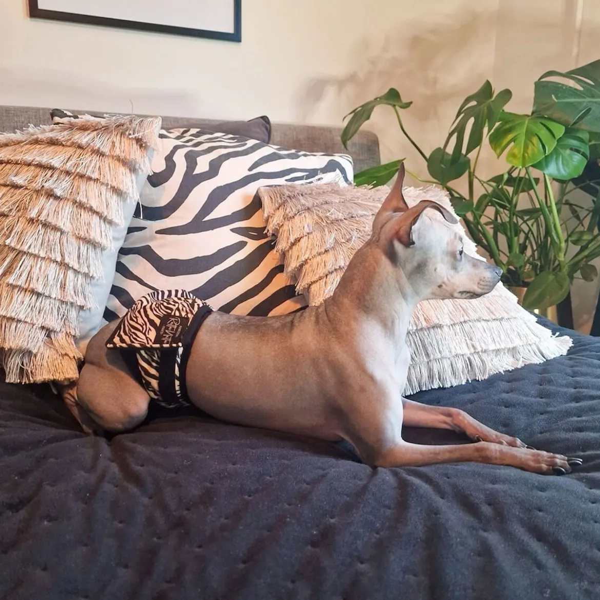 RuttuNuttu Zebra Skvättskydd för Hane Svart/Vit